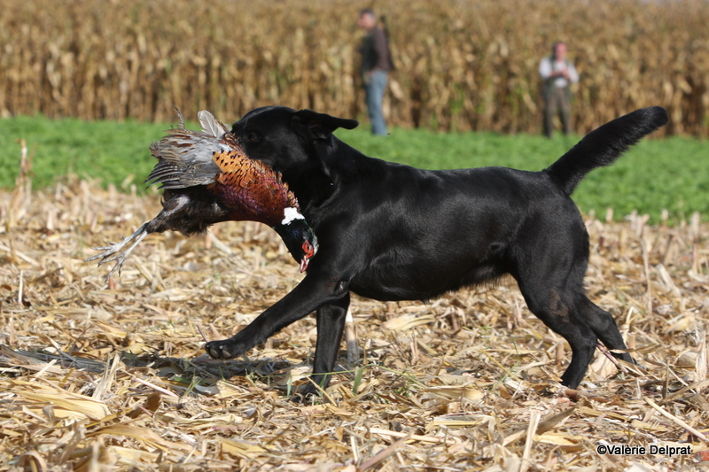 Field Erstein 09 (139).JPG